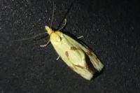 Agapeta hamana