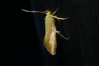 Crassa unitella