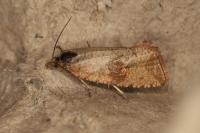 Celypha striana