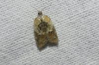 Acleris variegana
