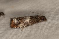 Notocelia