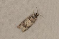 Epinotia thapsiana