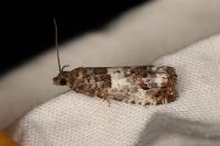 Notocelia trimaculana