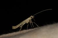 Povolnya leucapennella