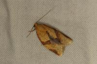 Clepsis consimilana