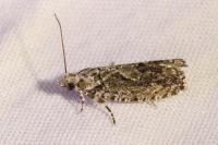 Zeiraphera isertana
