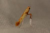 Caloptilia hemidactylella