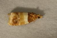 Epinotia festivana