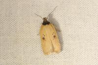 Agonopterix subpropinquella