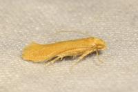 Haplochrois ochraceella