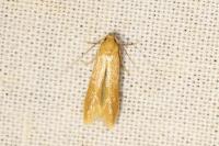 Haplochrois ochraceella