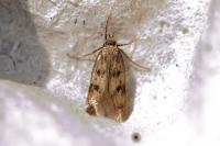 Borkhausenia
