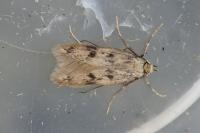 Borkhausenia