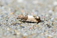 Spilonota ocellana