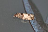 Spilonota ocellana