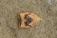 Acleris forsskaleana