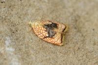 Acleris forsskaleana