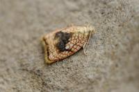 Acleris forsskaleana