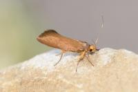 Crassa unitella