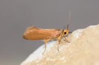 Crassa unitella