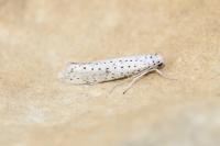 Yponomeuta evonymella