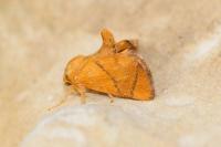 Apoda limacodes