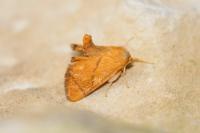 Apoda limacodes