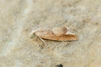 Eucosma conterminana