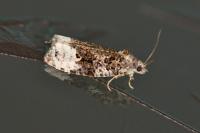 Apotomis capreana