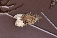 Apotomis capreana