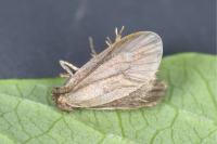 Psyche casta