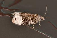 Apotomis capreana