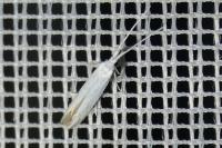 Coleophora