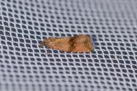 Celypha striana
