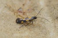 Euspilapteryx auroguttella