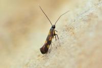 Euspilapteryx auroguttella