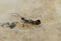Euspilapteryx auroguttella