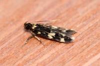 Oegoconia
