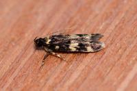 Oegoconia