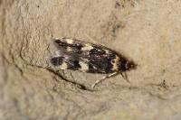 Oegoconia