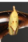 Agapeta hamana
