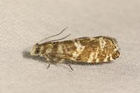 Epinotia tedella