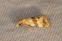 Phalonidia contractana