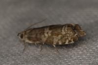 Epinotia tedella