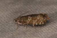 Epinotia tedella
