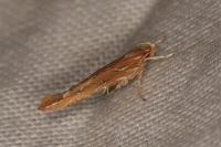 Pyroderces argyrogrammos