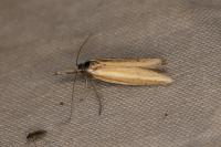 Pleurota