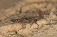 Zelleria oleastrella
