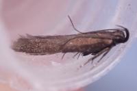 Monochroa tenebrella