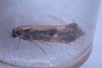 Monopis obviella